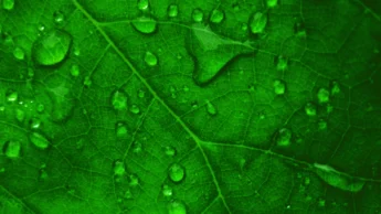 Water on a leaf, close up